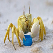 GhostCrabs