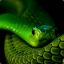 Green snake