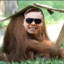 Diho Orangutan