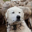 Stray Dog