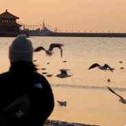 翻斗花园impart大师