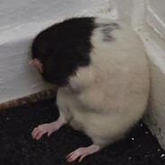 Sir Kangousek