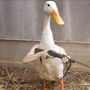 Duck Ling