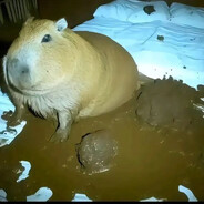 капибара обосрыш