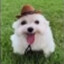 stan