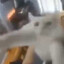 FearFoxy