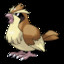 Pidgey