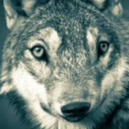 [RWL7]Vlady_aka_Tilla