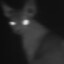 大猫魔王