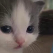 сиськен попин - steam id 76561198200155919