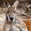 kanga