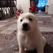 ☆꧁༒Medved༒꧂☆