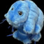 Tardigrade16