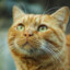 YellowCat