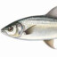 peixe aquático