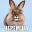 Черемша