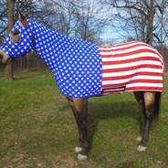 AmericanStallion