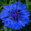 Cornflower