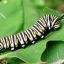 paterpillar