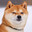 Salty Japanese Dog