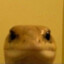 Lagartixo