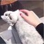 是丫丫啊