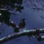 Avatar of awu
