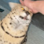 sillyserval