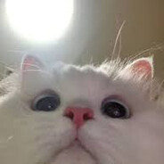 Meow