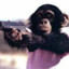 BadChimp