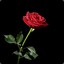 Roses Ly-