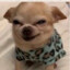 Cihuahua