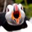 furious_puffin