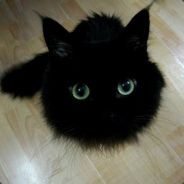 离猫