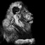 The Lion