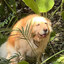 Koa
