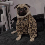 我不上你的狗当