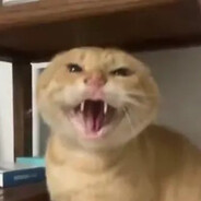 圆头耄耋不会梦到哈基美爱猫学姐