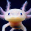 axolotle