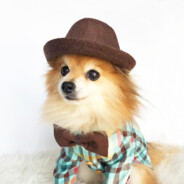 Unruly_Dog