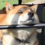 工大第一诈骗犯