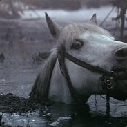 Horseror