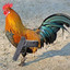CockWithGlock