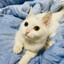 广州中学自由人瘦猫