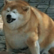 Толстый_Пёс228