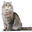 strayoldcat