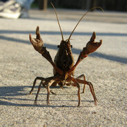 Ну ты и ОЛЕГ!