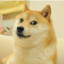 狗头之视