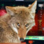 Quiznos Coyote