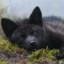 killer_black fox